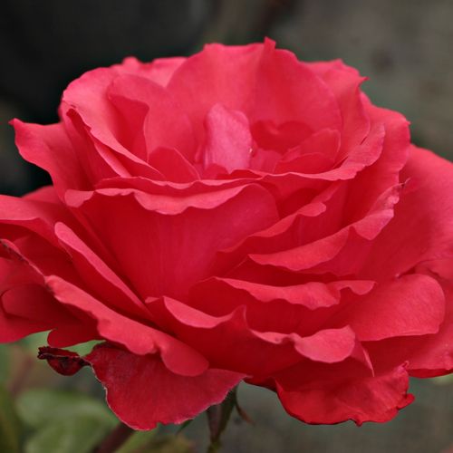 Ostra czerwień z pomarańczowym odcieniem - Róże pienne - z kwiatami hybrydowo herbacianymi - korona równomiernie ukształtowana